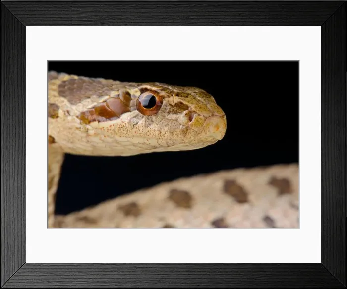 Framed Print : David's rat snake / Elaphe davidi Framed Print : David's rat snake / Elaphe davidi