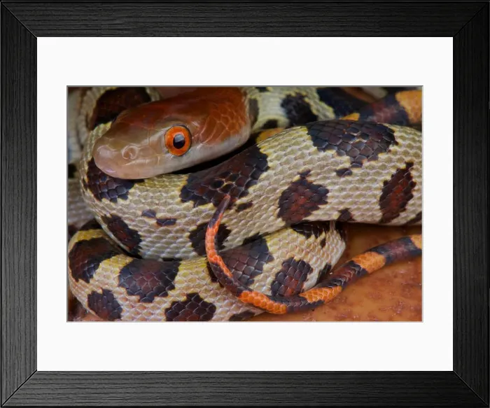 Framed Print : Hundred flower snake / Elaphe moellendorffi Framed Print : Hundred flower snake / Elaphe moellendorffi