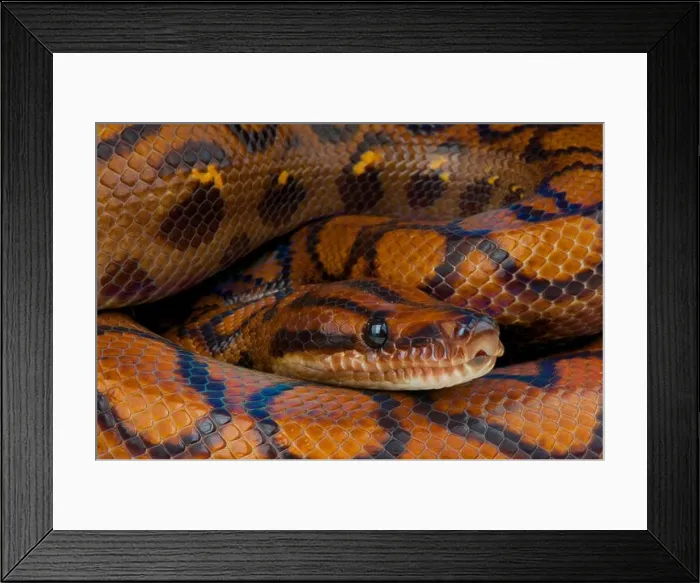 Framed Print : Rainbow boa / Epicrates cenchria cenchria Framed Print : Rainbow boa / Epicrates cenchria cenchria