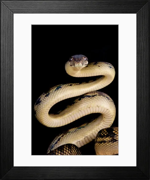 Framed Print : Scrub python / Morelia amethistina Framed Print : Scrub python / Morelia amethistina