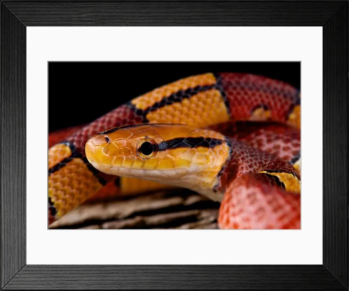 Framed Print : Chinese bamboo snake / Oreocryptophis porphyraceus vaillanti Framed Print : Chinese bamboo snake / Oreocryptophis porphyraceus vaillanti