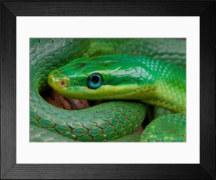 Framed Print : Green trinket snake / Rhadinophis prasinus Framed Print : Green trinket snake / Rhadinophis prasinus
