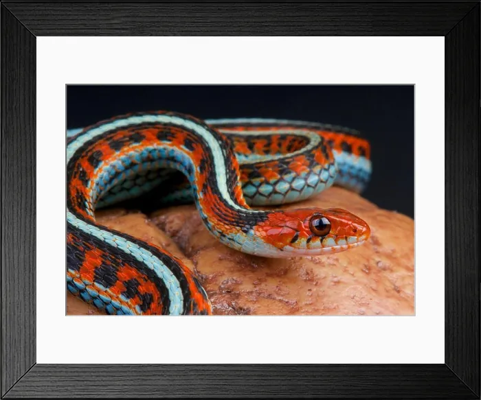 Framed Print : San Fransisco garter snake / Thamnophis sirtalis tatraenia Framed Print : San Fransisco garter snake / Thamnophis sirtalis tatraenia