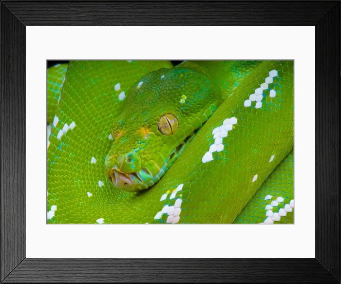 Framed Print : Green tree python / Morelia viridis Framed Print : Green tree python / Morelia viridis