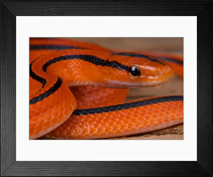 Framed Print : Thai red mountain rat snake  /  Oreocryptophis porphyracea coxi