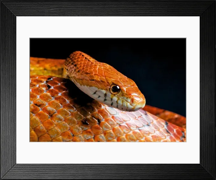 Framed Print : Corn snake / Pantherophis guttatus Framed Print : Corn snake / Pantherophis guttatus