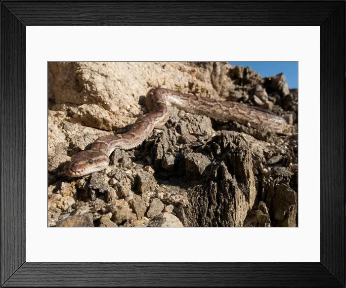 Framed Print : Angola python / Python anchietae Framed Print : Angola python / Python anchietae