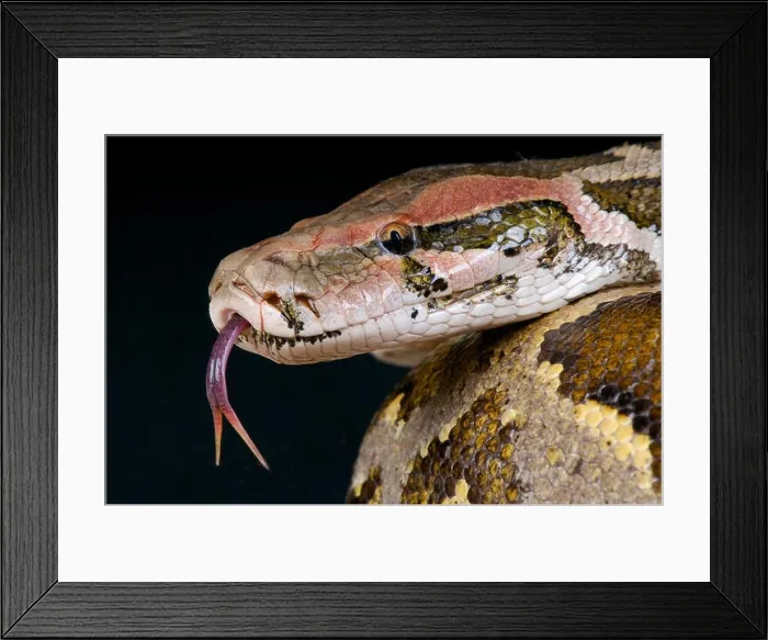 Framed Print : Indian python / Python molurus Framed Print : Indian python / Python molurus