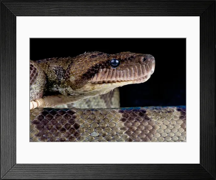 Framed Print : Madagascar tree boa / Sanzinia madagascariensis Framed Print : Madagascar tree boa / Sanzinia madagascariensis