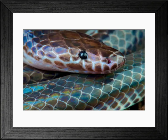 Framed Print : Sunbeam snake / Xenopeltis unicolor Framed Print : Sunbeam snake / Xenopeltis unicolor