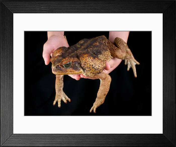 Framed Print : Cane toad / Rhinella marina Framed Print : Cane toad / Rhinella marina
