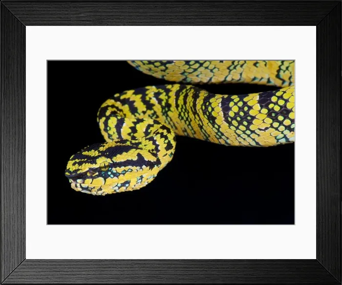Framed Print : Temple viper / Tropidolaemus wagleri Framed Print : Temple viper / Tropidolaemus wagleri