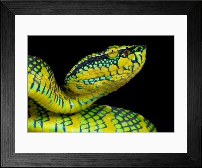 Framed Print : Wagler's pit viper / Tropidolaemus wagleri Framed Print : Wagler's pit viper / Tropidolaemus wagleri