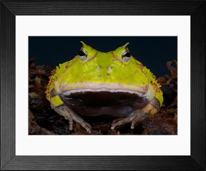 Framed Print : Surinam horned frog / Ceratophrys cornuta Framed Print : Surinam horned frog / Ceratophrys cornuta