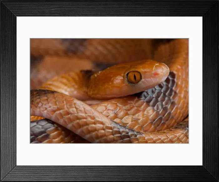 Framed Print : Cat eyed snake / Telescopus semiannulatus Framed Print : Cat eyed snake / Telescopus semiannulatus