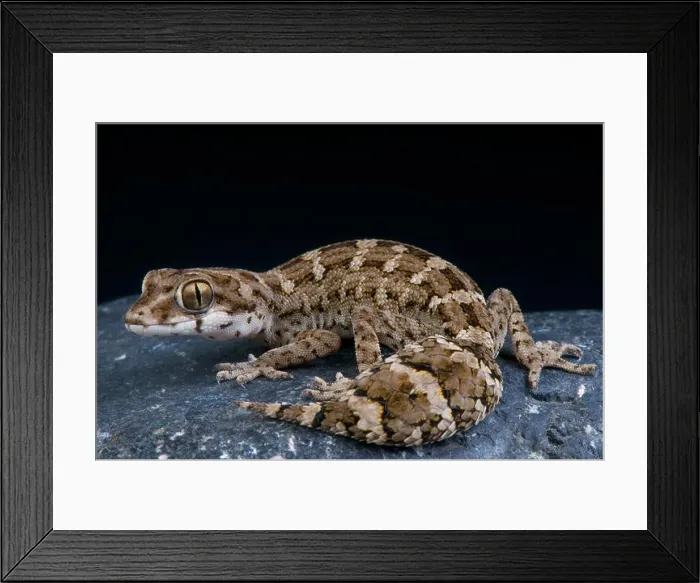 Framed Print : Viper gecko / Teratolepis fasciata Framed Print : Viper gecko / Teratolepis fasciata