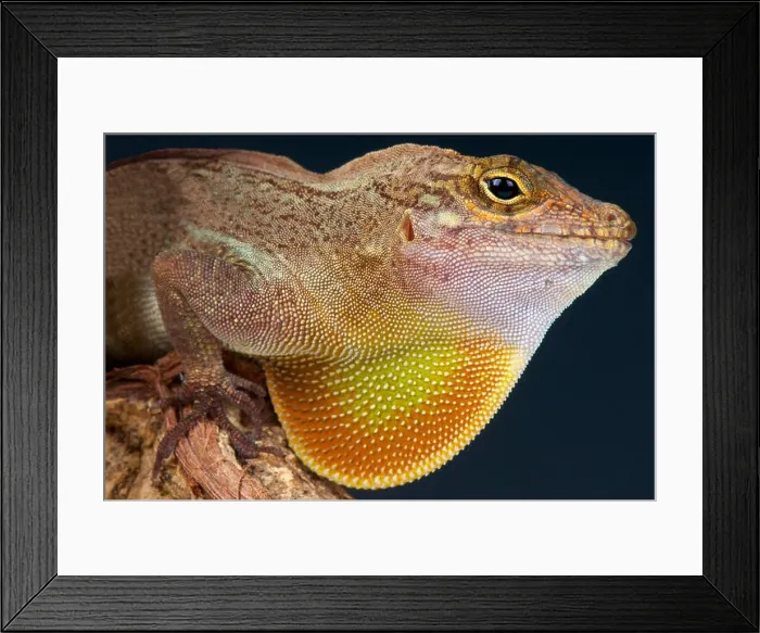 Framed Print : Brown Anole / Anolis sagrei Framed Print : Brown Anole / Anolis sagrei