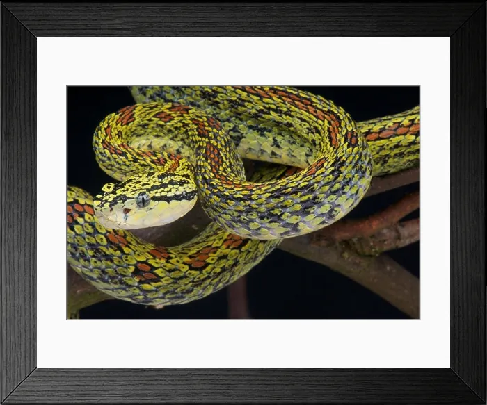 Framed Print : Jerdon's pitviper / Trimeresurus jerdonii xanthomelas Framed Print : Jerdon's pitviper / Trimeresurus jerdonii xanthomelas