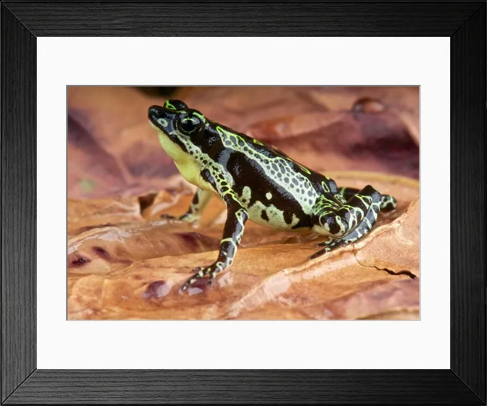 Framed Print : Stubfood toad / Atelopus spumarius Framed Print : Stubfood toad / Atelopus spumarius
