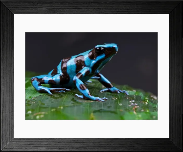 Framed Print : Poison frog / Dendrobates auratus Framed Print : Poison frog / Dendrobates auratus