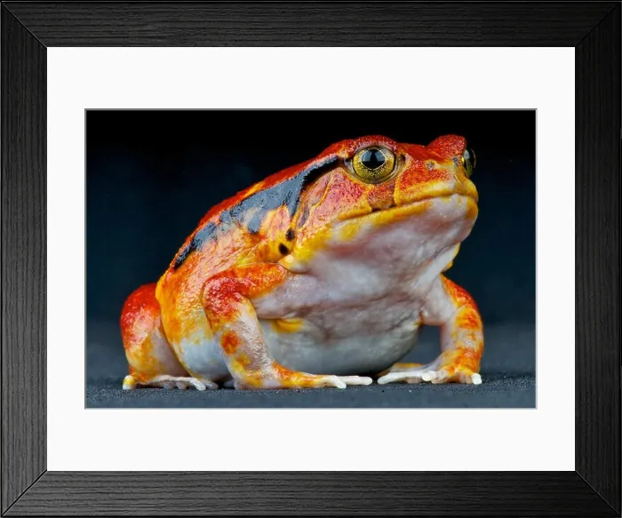 Framed Print : Tomato frog / Dyscophus guineti Framed Print : Tomato frog / Dyscophus guineti