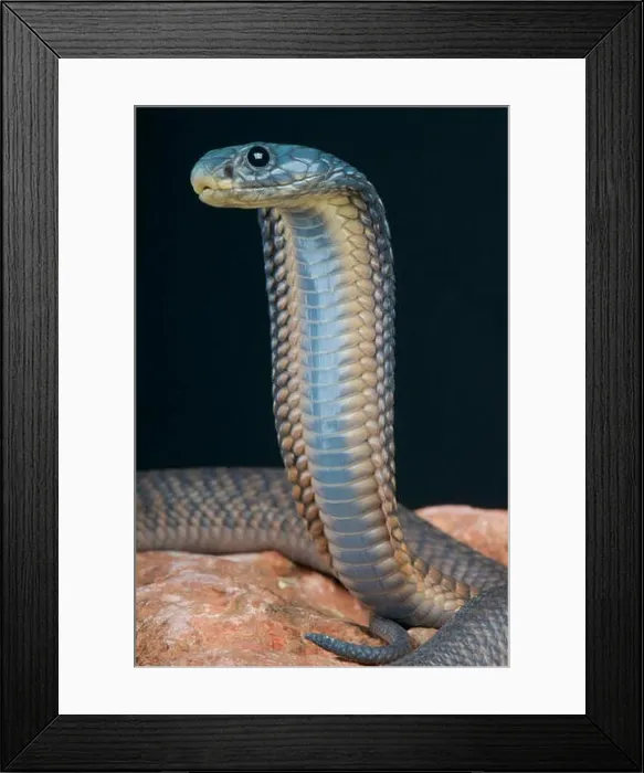 Framed Print : Arabian cobra / Naja arabica Framed Print : Arabian cobra / Naja arabica