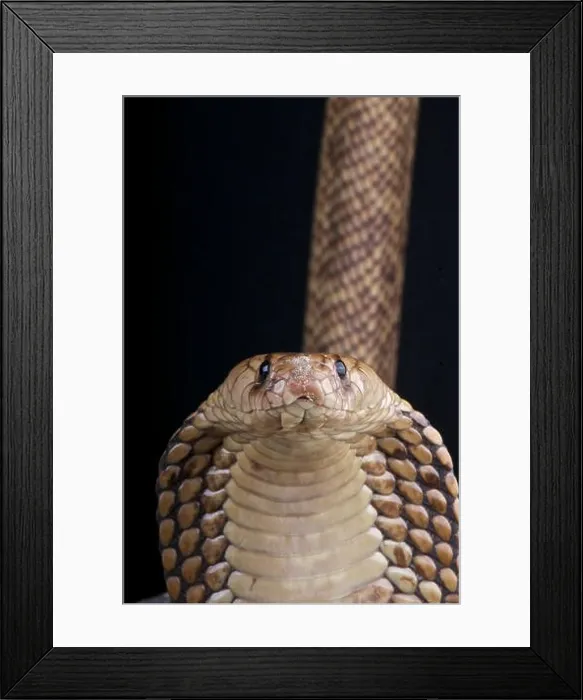 Framed Print : Egyptian cobra / Naja haje Framed Print : Egyptian cobra / Naja haje