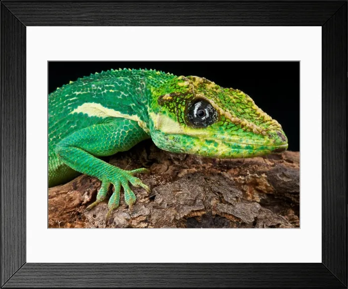 Framed Print : Cuban knight Anole  /  Anolis equestris