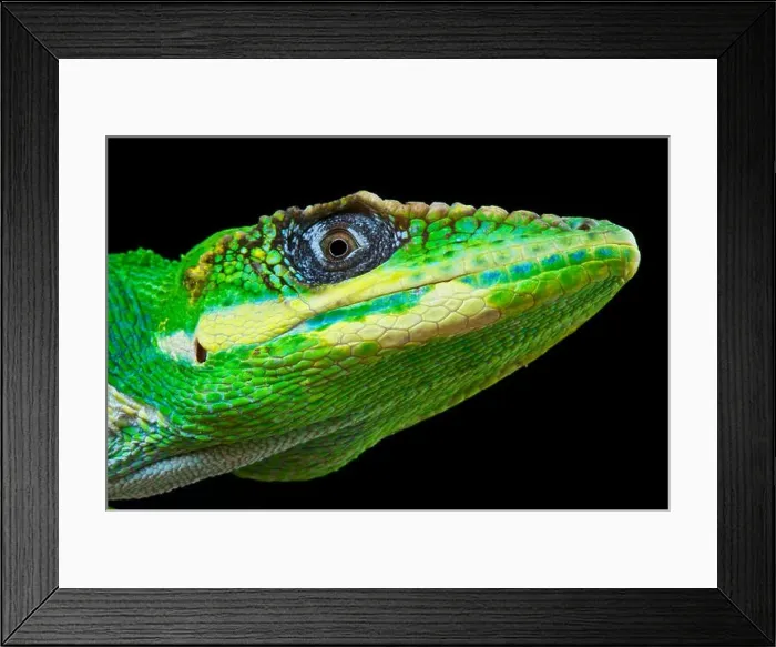 Framed Print : Knight Anole / Anolis equestris Framed Print : Knight Anole / Anolis equestris
