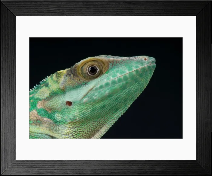 Framed Print : Smallwood's giant anole  /  Anolis smallwoodi smallwoodi
