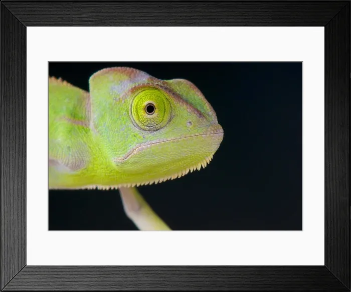 Framed Print : Veiled chameleon / Chamaeleo calyptratus Framed Print : Veiled chameleon / Chamaeleo calyptratus