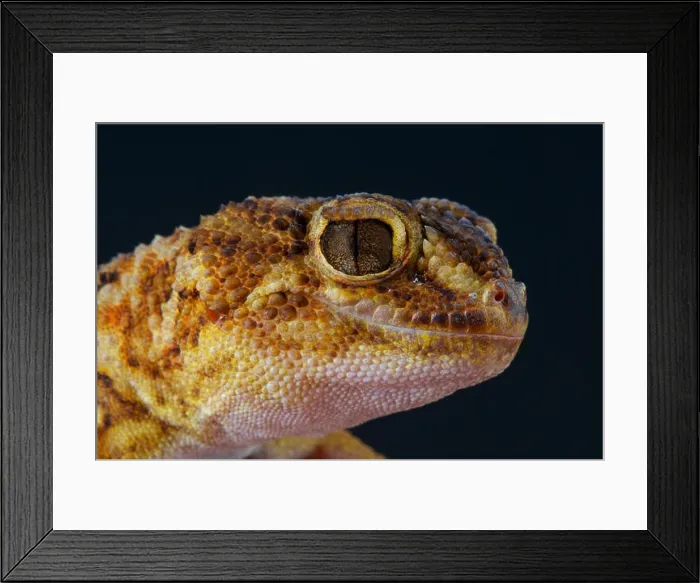 Framed Print : Giant ground gecko / Chondrodactylus angulifer Framed Print : Giant ground gecko / Chondrodactylus angulifer