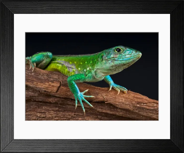 Framed Print : Rainbow lizard / Aspidoscelis deppei Framed Print : Rainbow lizard / Aspidoscelis deppei