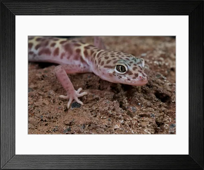Framed Print : Western banded gecko / Coleonys variegatus Framed Print : Western banded gecko / Coleonys variegatus