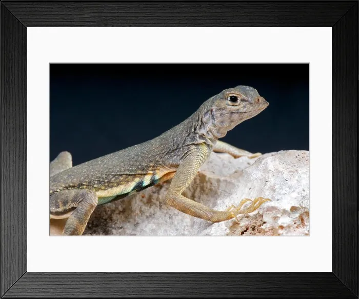 Framed Print : Greater earless lizard / Cophosaurus texanus Framed Print : Greater earless lizard / Cophosaurus texanus