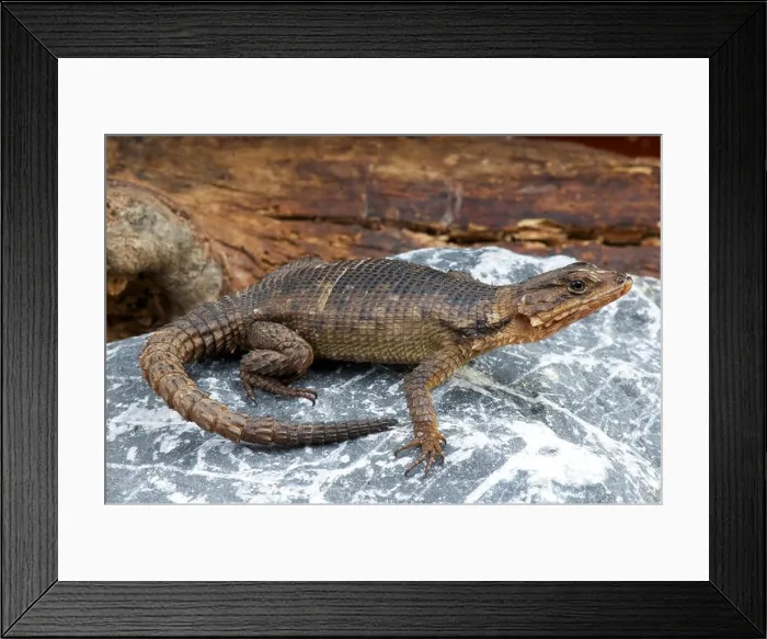 Framed Print : Karoo girdled lizard / Cordylus polyzonus Framed Print : Karoo girdled lizard / Cordylus polyzonus
