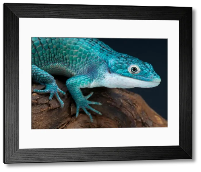 Framed Print : Blue alligator lizard / Abronia graminea Framed Print : Blue alligator lizard / Abronia graminea
