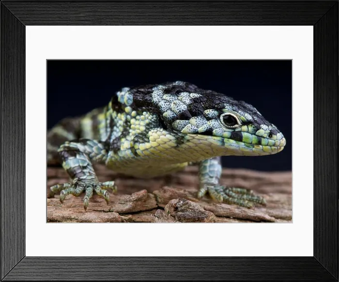 Framed Print : Bromeliad lizard / Abronia taeniata Framed Print : Bromeliad lizard / Abronia taeniata