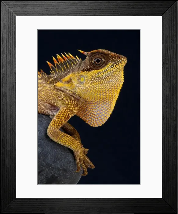 Framed Print : Horned forest dragon / Acanthosaura capra Framed Print : Horned forest dragon / Acanthosaura capra