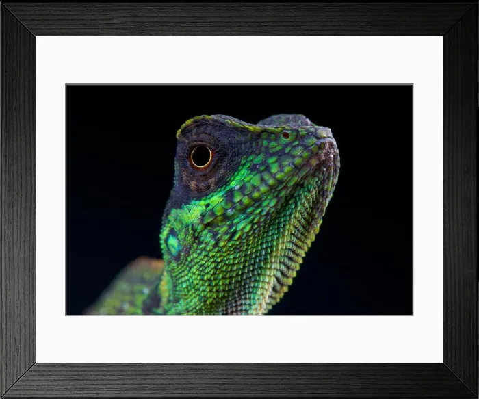 Framed Print : Forest dragon / Acanthosaura lepidogaster Framed Print : Forest dragon / Acanthosaura lepidogaster