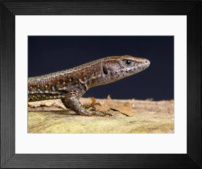 Framed Print : Jackson's forest lizard / Adolfus jacksoni Framed Print : Jackson's forest lizard / Adolfus jacksoni