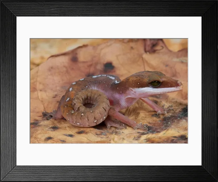 Framed Print : Cat gecko / Aeluroscalabotes felinus Framed Print : Cat gecko / Aeluroscalabotes felinus