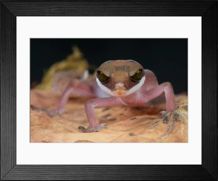 Framed Print : Cat gecko / Aeluroscalabotes felinus Framed Print : Cat gecko / Aeluroscalabotes felinus