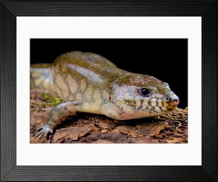 Framed Print : Giant water skink / Amphiglossus reticulates Framed Print : Giant water skink / Amphiglossus reticulates