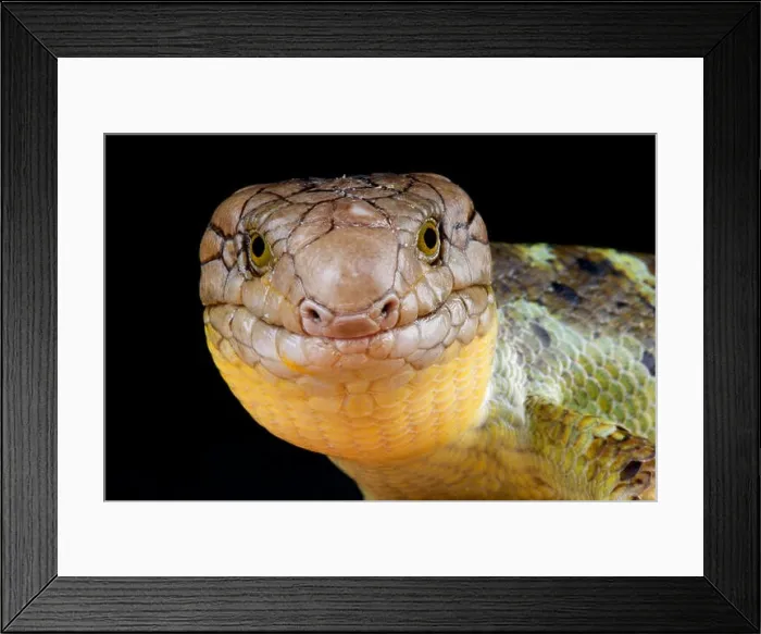 Framed Print : Giant monkey skink / Corucia zebrata Framed Print : Giant monkey skink / Corucia zebrata
