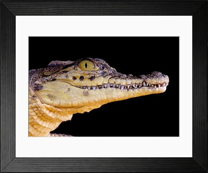 Framed Print : Nile crocodile / Crocodilus niloticus Framed Print : Nile crocodile / Crocodilus niloticus
