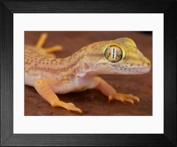 Framed Print : Comb-toed gecko / Crossobamon eversmanni Framed Print : Comb-toed gecko / Crossobamon eversmanni