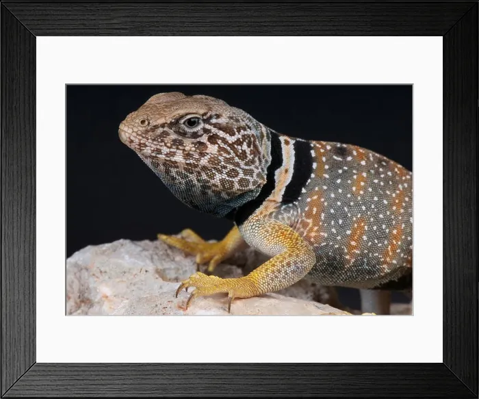 Framed Print : Desert collared lizard / Crotaphytus bicinctores Framed Print : Desert collared lizard / Crotaphytus bicinctores