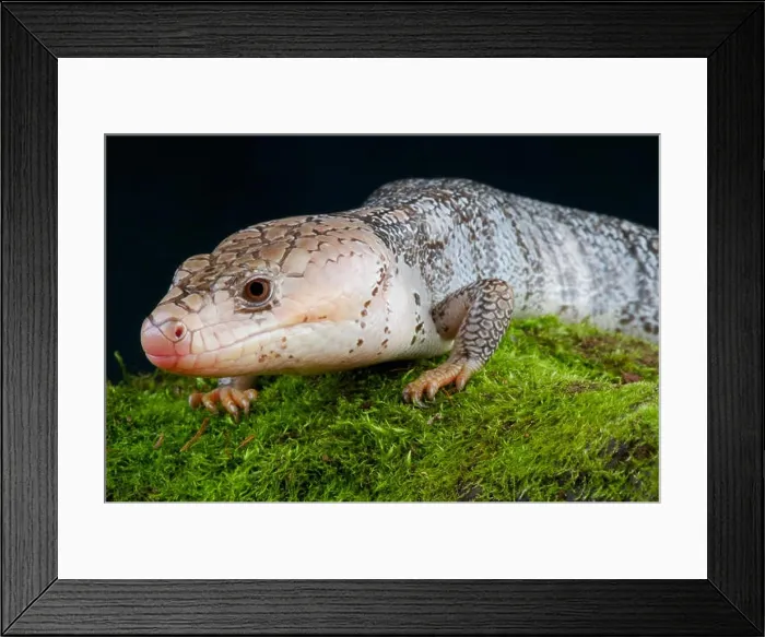 Framed Print : Pink tongued skink / Cyclodomorphus gerrardi Framed Print : Pink tongued skink / Cyclodomorphus gerrardi