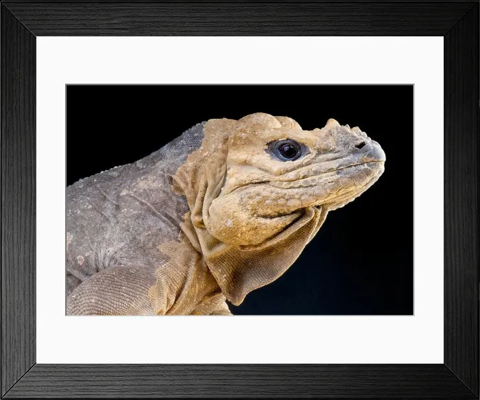 Framed Print : Rhinoceros Iguana / Cyclura cornuta Framed Print : Rhinoceros Iguana / Cyclura cornuta